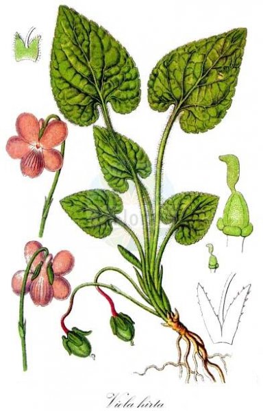 Viola hirta - Violaceae,Plantae,Pteridobiotina,Angiosperms,Malpighiales,Violaceae,Viola,Viola hirta,Viola abortiva, Viola calcarea, Viola drymeia, Viola foudrasi, Viola hebecarpa, Viola hirsuta, Viola hirta subsp. brevifimbriata, Viola hirta var. gymnocarpa, Viola hirto-alba, Viola maillardii, Viola rubra,Behaartes Veilchen;Raues Veilchen;Rauhaariges Veilchen;Rauhhaariges Veilchen;hairy violet;horse violet;Violette velue;violette folle;violette hérissée;violette sans odeur;violeta;violeta hirta;violeta perruna;violeta silvestre;Viola irta;ruig viooltje;фиалка коротковолосистая;manushaqe;viola boscana;viola de muntanya;viola de pastor;viola hirta;rutava ljubica;buskviol;håret viol;fiołek kosmaty;srhkodlakava vijolica;borzas ibolya;violka srstnatá;fialka srstnatá;фіалка шершава;влакнеста теменуга;karvane kannike;pūkainā vifolīte;lodnefiol;karvaorvokki;gauruotoji našlaitė;našlaitė pašepėlė;bioleta