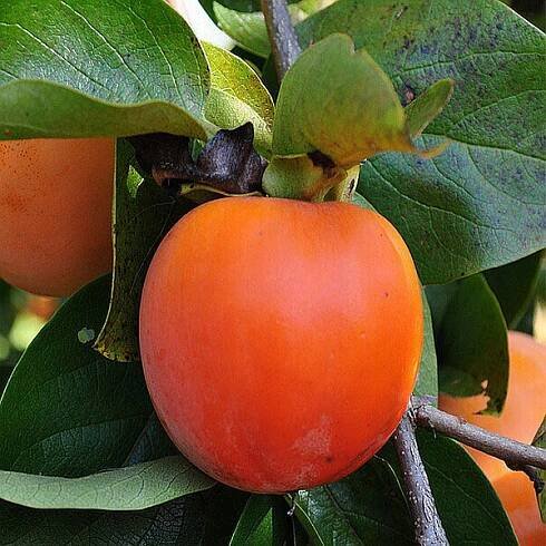 Hurmikaki Hana Fuyu. Diospyros kaki Hana Fuyu.