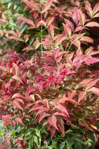 Nandina domestica ´Obsessed´ , Nandina domácí, nebeský bambus, 80-100 cm, C15