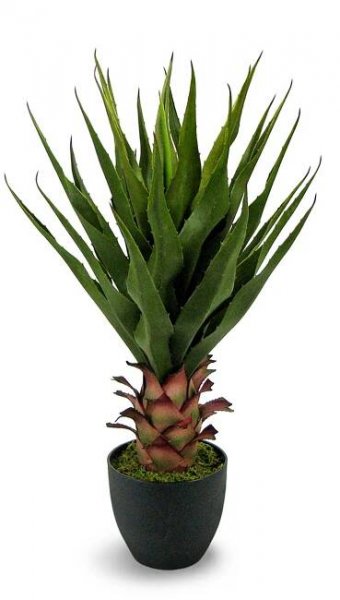 Agave