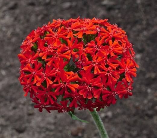 File:Lychnis chalcedonica flowers (DSCF6457).jpg - Wikimedia Commons