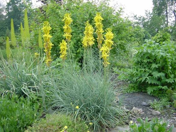 Asphodeline lutea - asfodelka