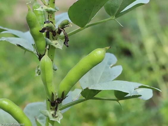 Vicia faba – bob obecný