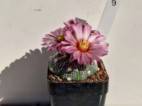 Astrophytum asterias cv. Pink Flower C9