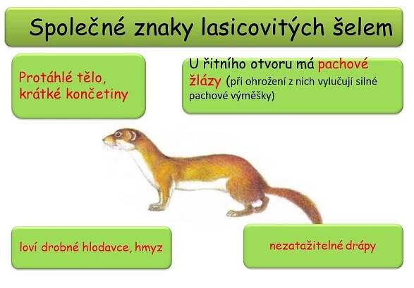 Lasicovití, medvědovití – Materiály pro žáky ZŠ