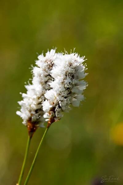 Wildflowers