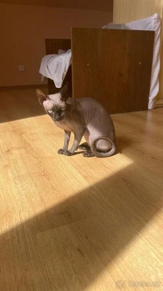 Kočička sphynx s PP - Olomouc