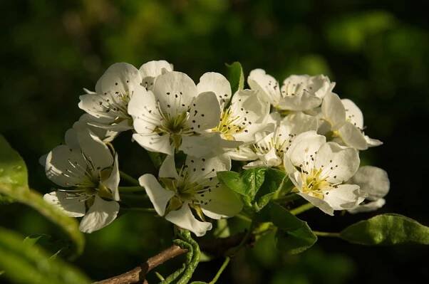 Hrušeň obecná/Pyrus communis - detail