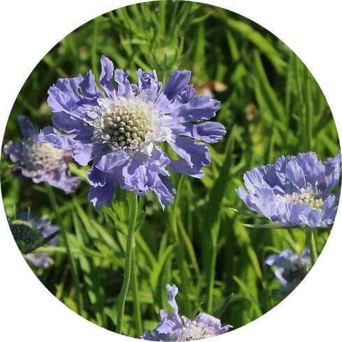 Hlaváč kavkazský - Scabiosa caucasica 'Blue'