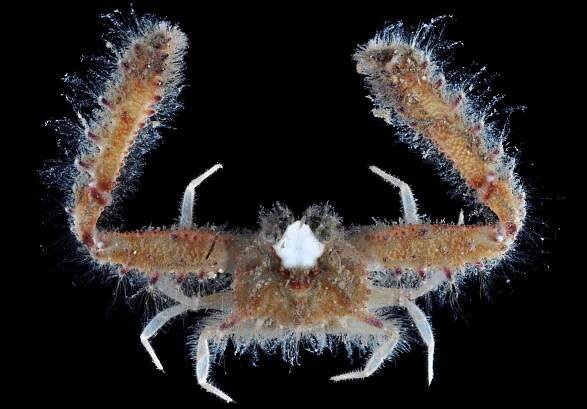 Crab Database · Krabi