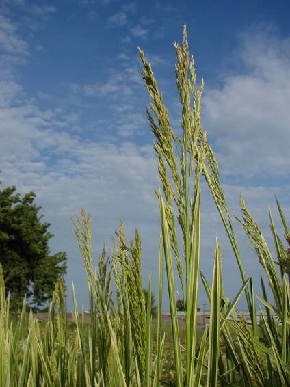 Přírodní rostliny – 76. stránka – PlantaNaturalis.com