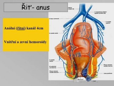 Řiť- anus Anální (řitní) kanál 4cm Vnitřní a zevní hemoroidy