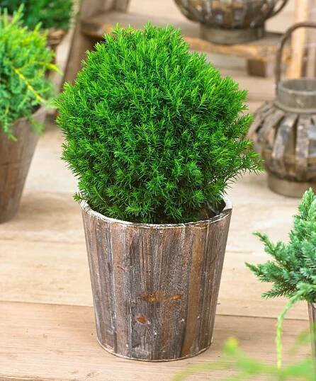 Thuja "Teddy" (26 fotografií): popis západního stromu, výsadba v otevřeném terénu a péče, použití v krajinářském designu