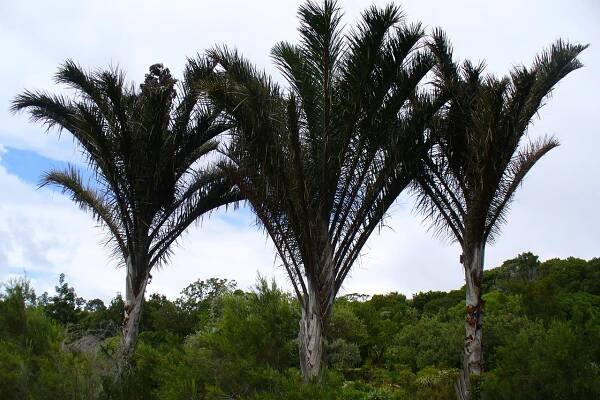 Características físicas de Raphia australis