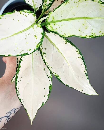 Aglaonema commutatum Vanilla Joy