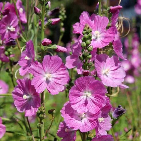 prairie mallow seeds