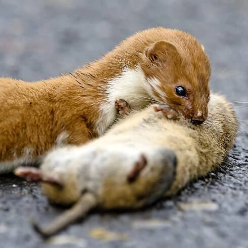 kolčava: zoologie, malá šelma z čeledi kunovitých
