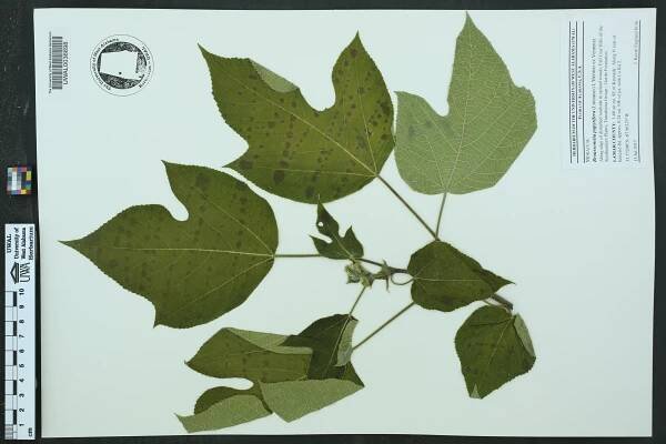 Broussonetia papyrifera - Species Page - APA: Alabama Plant Atlas 