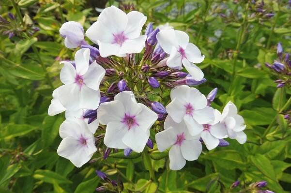 Phlox paniculata " Blue Drops " - flox, plamenka Zahradnictví Krulichovi - zahradnictví, květinářství, trvalky, skalničky