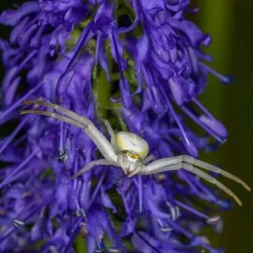 Květinový pavouk sedící na fialovém květu, detail, makro foto — Stock fotografie