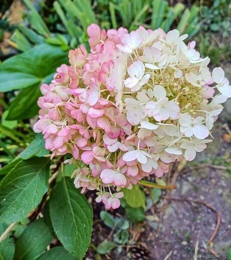 Hortenzie latnatá Pinky Promise (Hydrangea paniculata)