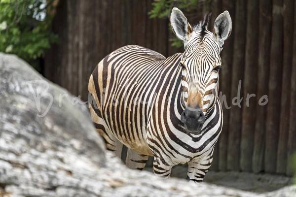 ZOO Bojnice | mojebojnice.sk