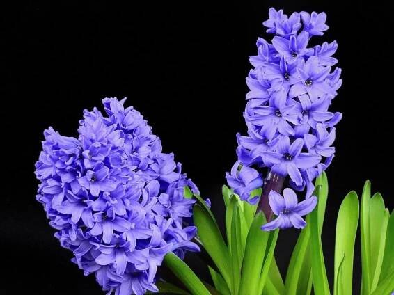 Rozkvetlé hyacinty na Vánoce? Je to zahrádkářská loterie