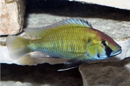 Astatotilapia calliptera more commonly called the eastern happy fish