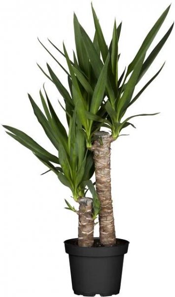 GROW by OBI Juka 2 kmínky průměr květináče cca 17 cm