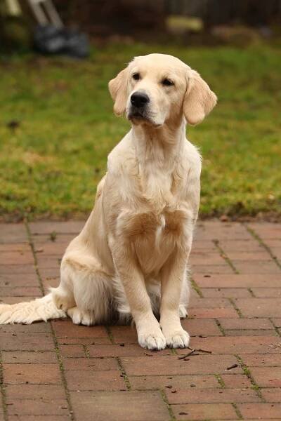 Era z Botičských Meandrů - Feny | Evigold - zlatý retrívr - golden retriever - štěňata - stříhání - úprava srsti