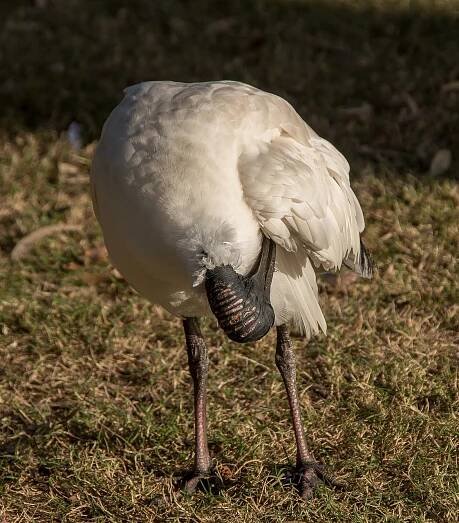 Ibis Bílý Australský Pták - Fotografie zdarma na Pixabay