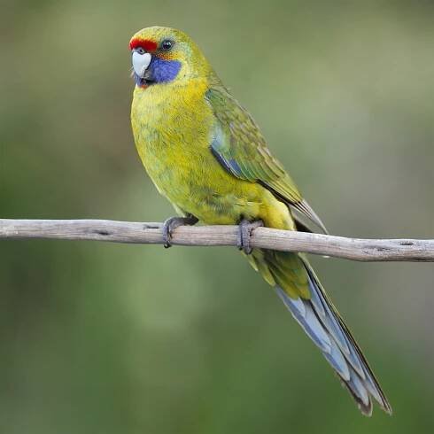 Green rosella
