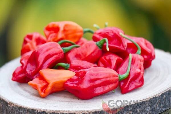 Pimenta de Cheiro Roja | Chilli semena | Chilli semena | Chilli semínka | Chilli omáčky | GOROL CHILLI