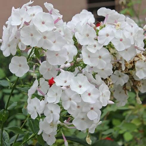 Plamenka latnatá SWEET SUMMER WHITE