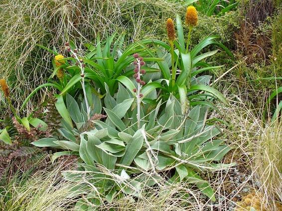 Soubor:Pleurophyllum hookeri.jpg