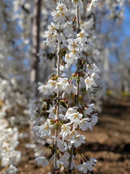 These are the flowers of a weeping cherry tree with its cascading branches. This is one of several outside my stable. They only bloom for a short while. These trees are eye-catchers when guests are lucky enough to see them filled with white flowers.