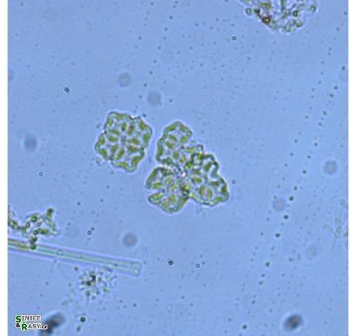crucigenia_tetrapedia