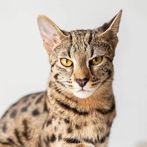 Fluffy Jewel: 20 nejdražších kočičích plemen