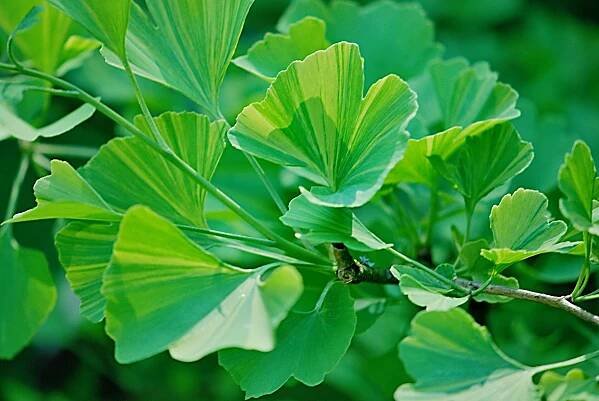 Jinan dvoulaločný Variegata (Ginkgo biloba)