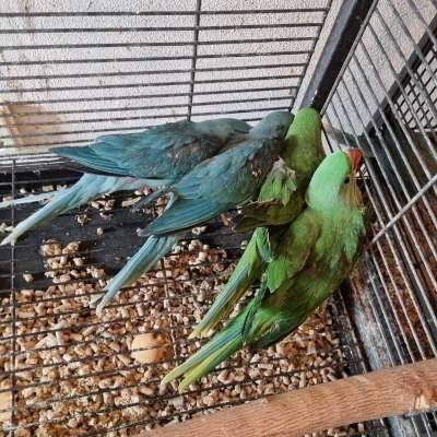 Poskrapyt - mutace papoušků, prodej papoušků, Papoušek horský, Papoušek červenokřídlý, Alexandr velký, parrot mutation