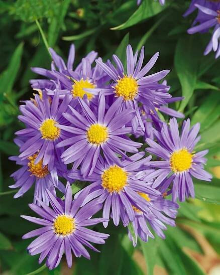 Aster dumosus ´Prof. Kippenberg´ , Hvězdnice křovitá , Astra, K9