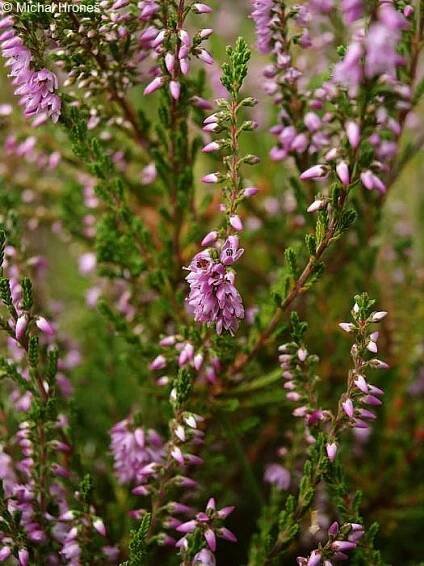 Calluna vulgaris - vřes obecný | Ericaceae - vřesovcovité | Natura Bohemica