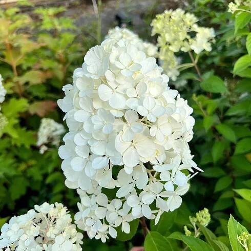 Hortenzie kytice 'Vanille Fraise' (Hydrangea paniculata) Květináč Rostlina v podobě sazenice v nádobě 1–2 l