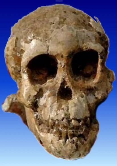 Selam (Australopithecus) – Wikipedie