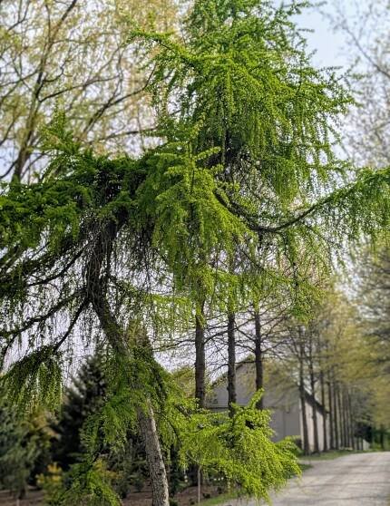 This is a weeping larch, Larix decidua ‘Pendula’. It has bright lime green needles in spring, which turn gold before dropping in fall.