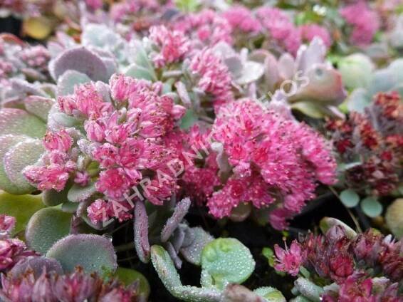 Rozchodník větvený 'Lidakense' - Sedum cauticola 'Lidakense'