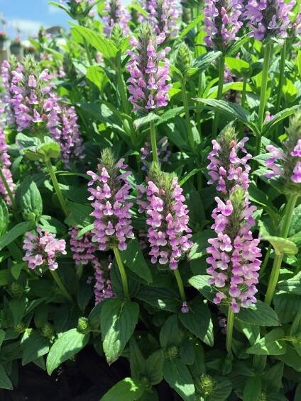 Nepeta Pink Cat