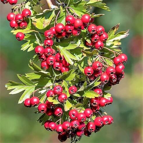 Hloh obecný (Crataegus laevigata či Crataegus oxyacantha) je známý keř, který může mít stromovitý vzrůst a dorůstá klidně do výšky sedmi metrů i více. Má trnité větve a stř�ídavé listy. 