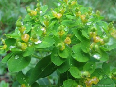 Pryšec (Euphorbia austriaca)