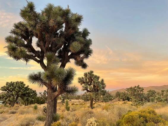 The Faces of Joshua Tree National Park